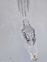 Beppu's crocodiles are located at Oniyama Jigoku (Oniyama Hell) in Beppu, Japan