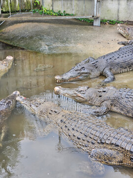 Beppu's crocodiles are located at Oniyama Jigoku (Oniyama Hell) in Beppu, Japan