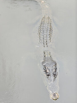 Beppu's crocodiles are located at Oniyama Jigoku (Oniyama Hell) in Beppu, Japan