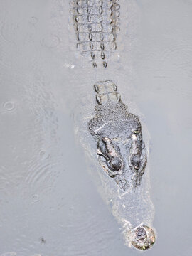Beppu's crocodiles are located at Oniyama Jigoku (Oniyama Hell) in Beppu, Japan