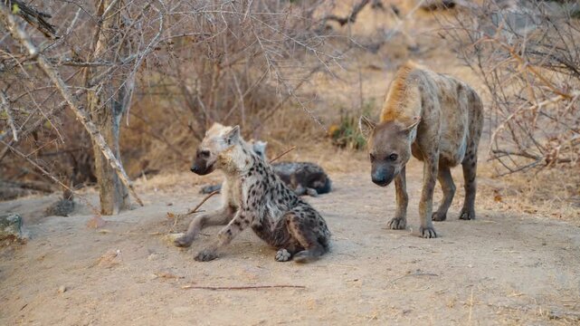 A female African hyena is resting with two cubs