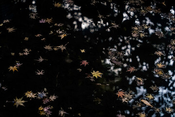 水面に浮かぶモミジ