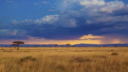 Fototapeta premium Vast African landscape with dry grasses and acacia trees under dramatic sky