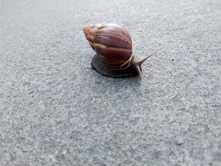 Close-up of a Snail with Striped Shell Moving on Gray Stone Surface