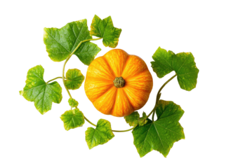 Small striped gourd surrounded by lush green leaves and tendrils
