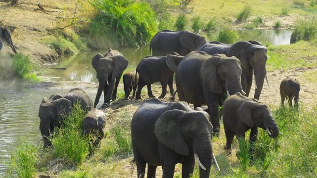 The herd of African elephants drinks and feeds by the river, while the young elephants run and play in the water