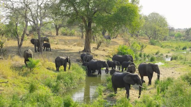 A massive herd of African elephants drinking water and grazing by the river, both panoramic and close-up