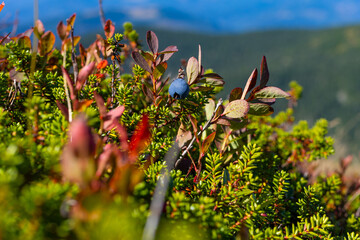 Handful of freshly picked wild blueberries on a palm, warm mountain sunlight and soft green hills in the backdrop, symbolizing outdoor foraging, healthy eating, and the taste of alpine summer.