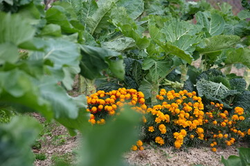 Traditional Mediterranean plant and orange flowers