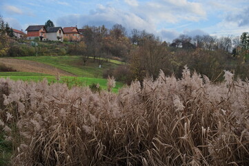 Little village on the hill with dense vegetation in front