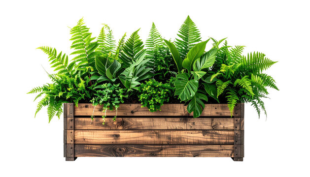 Lush foliage overflows a rustic wooden planter, isolated