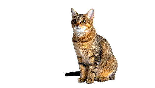 Striking tabby cat with brown fur sits against a void backdrop