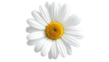 Up-close view of a daisy with white petals and yellow center