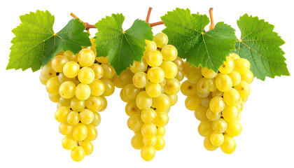Three bunches of ripe yellow grapes with vibrant green leaves