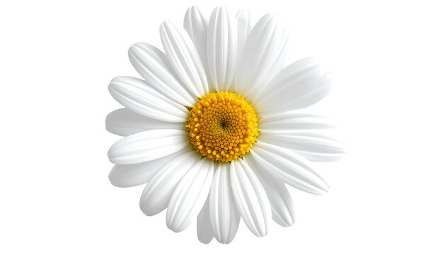 Up-close view of a daisy with white petals and yellow center