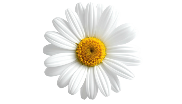 Up-close view of a daisy with white petals and yellow center