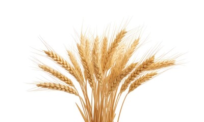 Fototapeta premium Golden wheat stalks bunch against white