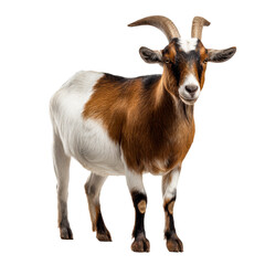 Fototapeta premium Full body portrait of a brown and white spotted goat on white background on a transparent background, cut out