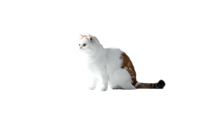 Fluffy white cat with brown patches sits in a dark space