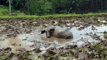 A water buffalo wallowing happily in a mud puddle within a traditional rice paddy field. Excellent footage for themes of nature, farming, and environmental clips.
