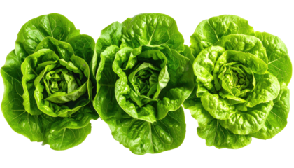 Three butter lettuce heads, vibrant and fresh, close up