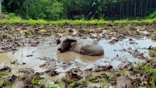 Water buffalo enjoying a mud bath in a rice field. The animal wallows in the cool mud to regulate its body temperature. Ideal for nature or farm clips.