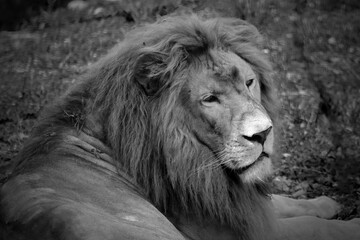 portrait of a male lion