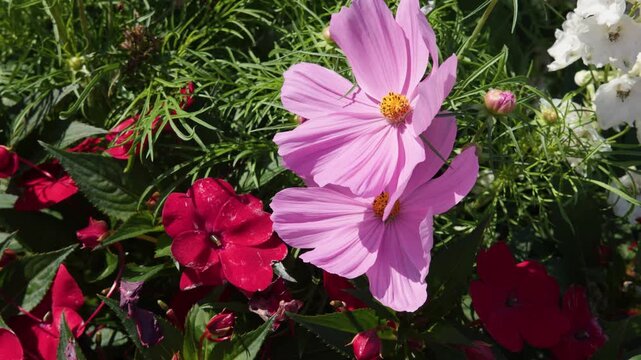 Pink Cosmos and Red Impatiens Swaying in Summer Garden
