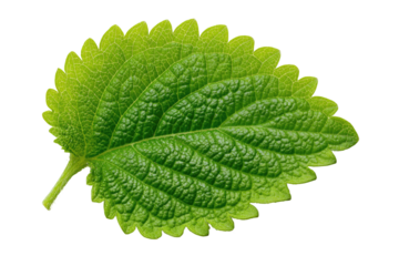 Bright green, textured leaf with serrated edges on black background