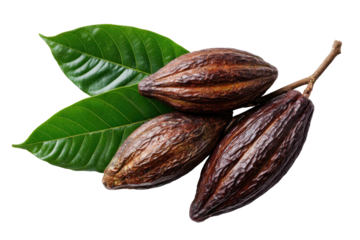 Ripened cocoa pods with green leaves on a branch