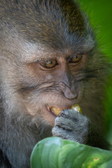 close up of a macaque eating a fruit