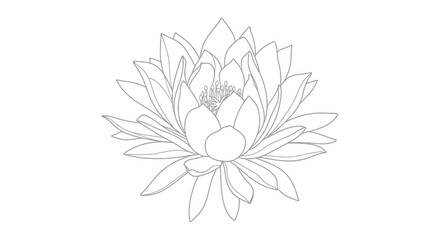 Detailed line art illustration of a blooming lotus flower, isolated on white.