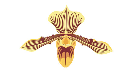 Illustration of a lady slipper orchid flower with brown and yellow striped petals against a white background.