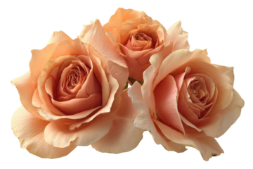 Three open peach roses, soft lighting, on black background