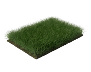 A patch of vibrant green grass isolated on a completely black background