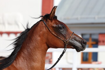 Arabian race bay horse walks in the paddock 