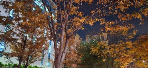 One late autumn night, On fall nights, In this autumn night, the reds and browns of the woods, leaves with red and gold autumn tints, the dead leaves of autumn, autumn background, autumn backgrounds, 