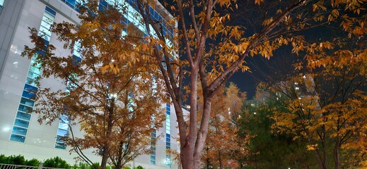 One late autumn night, On fall nights, In this autumn night, the reds and browns of the woods, leaves with red and gold autumn tints, the dead leaves of autumn, autumn background, autumn backgrounds, 