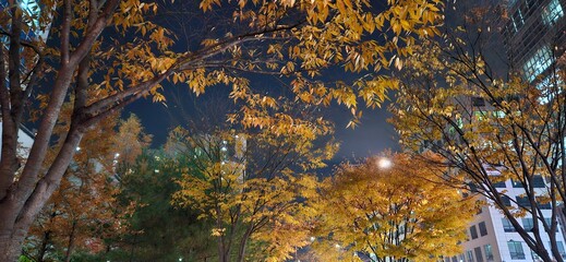 One late autumn night, On fall nights, In this autumn night, the reds and browns of the woods, leaves with red and gold autumn tints, the dead leaves of autumn, autumn background, autumn backgrounds, 