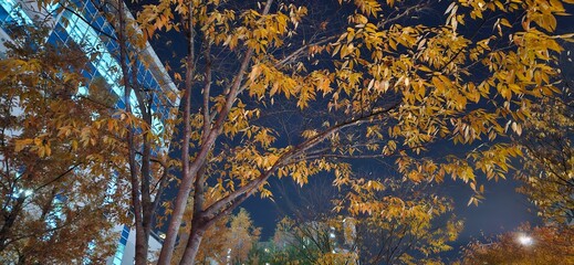 One late autumn night, On fall nights, In this autumn night, the reds and browns of the woods, leaves with red and gold autumn tints, the dead leaves of autumn, autumn background, autumn backgrounds, 