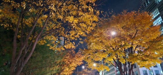 One late autumn night, On fall nights, In this autumn night, the reds and browns of the woods, leaves with red and gold autumn tints, the dead leaves of autumn, autumn background, autumn backgrounds, 