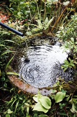 山から湧き出る清水