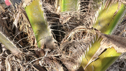 close-up of a palm or date tree trunk, showing rough, weathered fiber, dry husks, and green stalks. Concepts of tropical texture, exotic nature, natural patterns, and fibrous background.