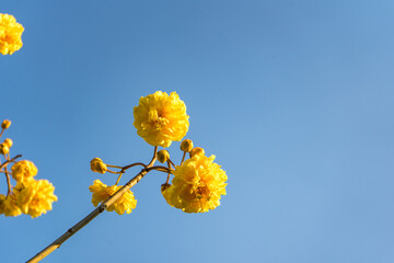 Abebuia chrysanth, Golden Trumpet yellow flowers on background Sky