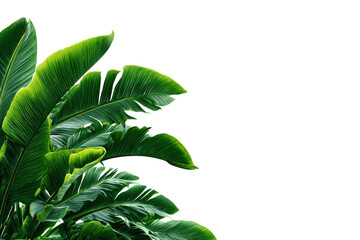 Lush green banana leaves against a stark black background tropical plant, Isolated On White Background, Png Transparent