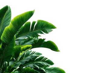 Lush green banana leaves against a stark black background tropical plant, Isolated On White Background, Png Transparent