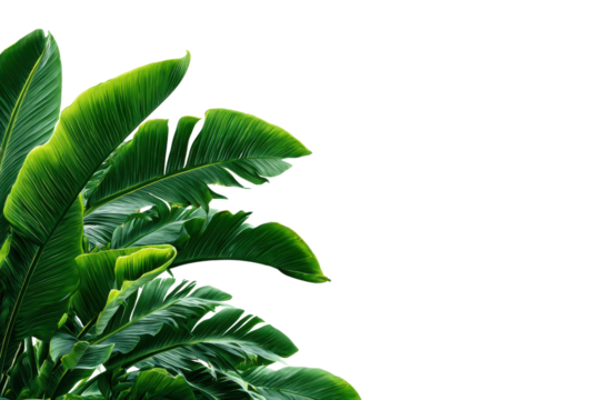 Lush green banana leaves against a stark black background tropical plant, Isolated On White Background, Png Transparent - Powered by Adobe