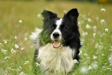 Border collie face in a field surrounded by flowers