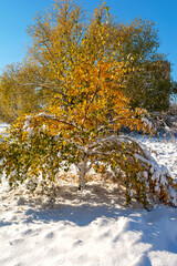 A snow-covered autumn tree with golden leaves.