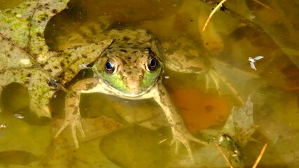Close up of frog staying still and watching surroundings while chilling in dirty water full of fallen leaves